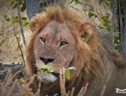 20211021183807 Chobe National Park Lion